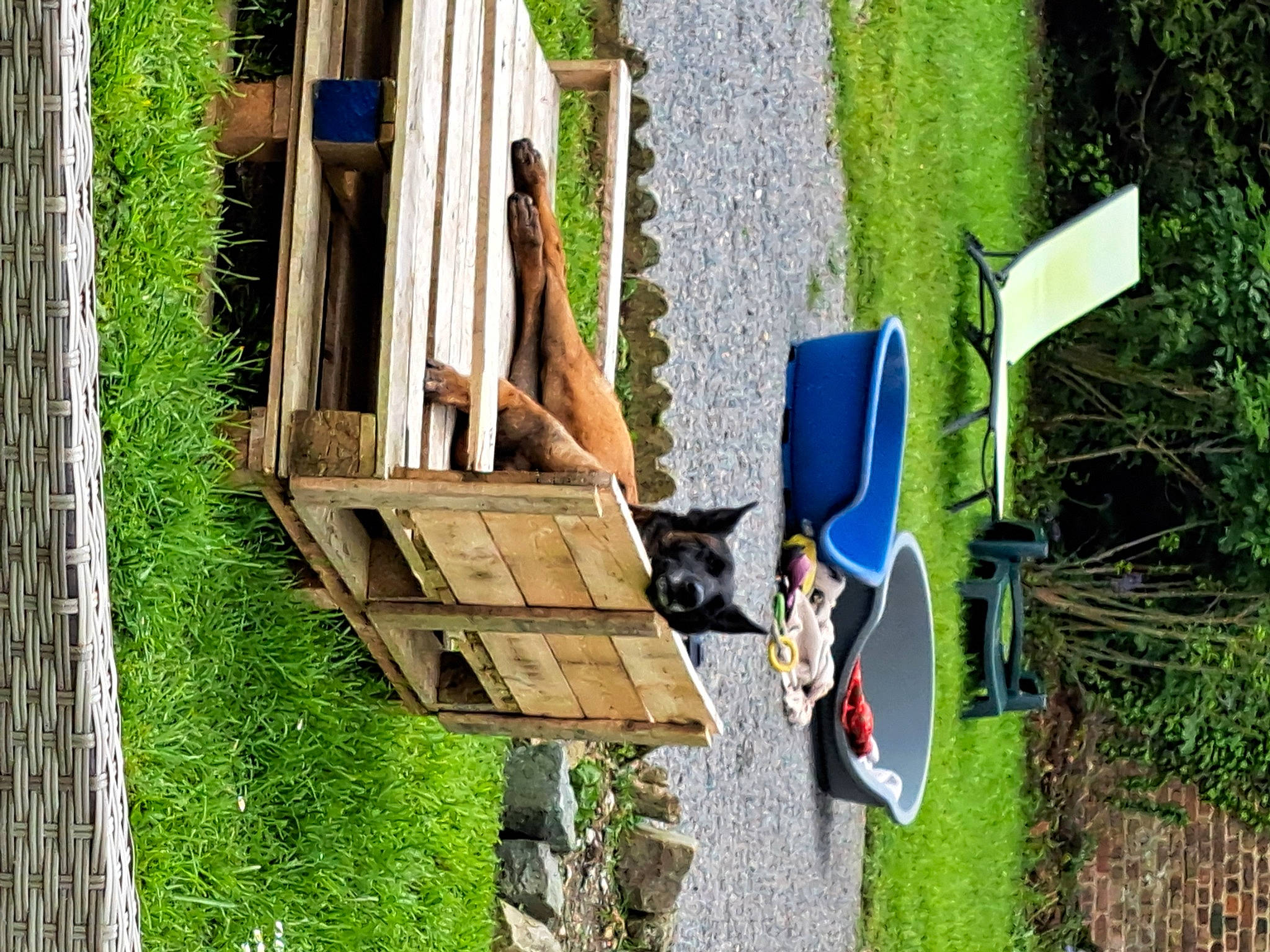 Praline a rejoint le concours — aidez-le/la à gagner de superbes lots ! art, backyard, boats_and_boating_equipment_and_supplies, building, garden, grass, green, house, landscape, leisure, plant, recreation, shrub, soil, tree, vehicle, wood, yard