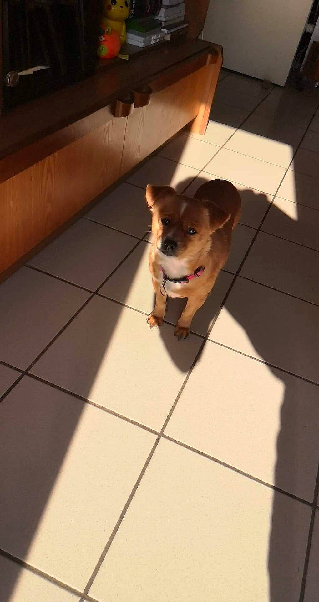 Jeepsy participe au concours pour gagner de l'argent avec cette photo : carnivore, companion_dog, couch, dog, dog_breed, dog_supply, fawn, felidae, floor, flooring, hardwood, leash, pet_supply, road_surface, shadow, snout, tail, tile, wood, working_animal