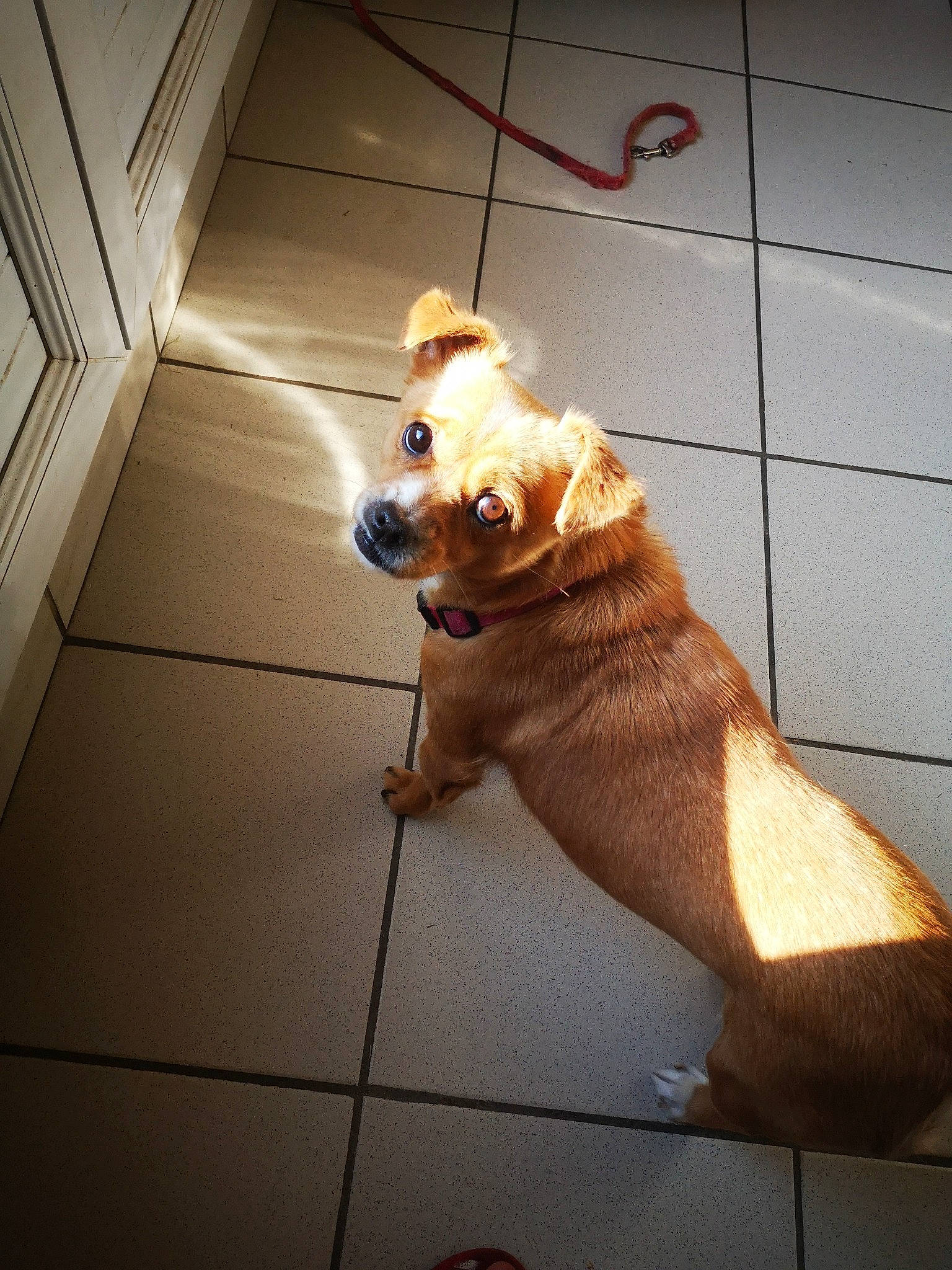 Jeepsy a rejoint le concours — aidez-le/la à gagner de superbes lots ! carnivore, collar, companion_dog, dog, dog_breed, dog_collar, dog_supply, fawn, floor, flooring, hardwood, leash, paw, pet_supply, snout, tail, tile, tints_and_shades, wood, working_animal