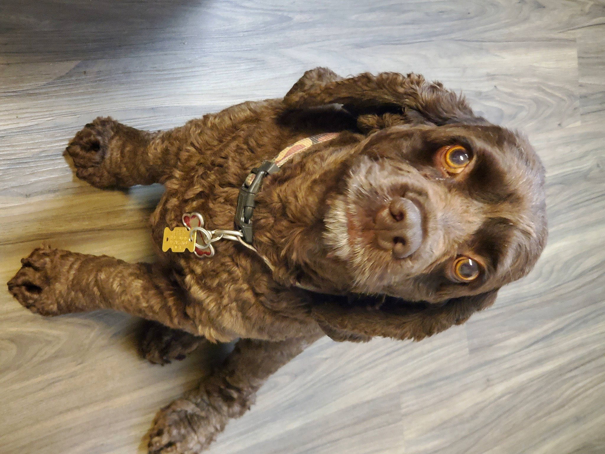 Trip joined the competition — help win amazing prizes! art, canidae, carnivore, claw, cocker_spaniel, companion_dog, dog, dog_breed, fur, liver, paw, snout, spaniel, sporting_group, tail, terrestrial_animal, toy, wood, working_animal