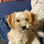 Sunny is registered to the contest to win money with this photo: animal, blanket, companion, couch, cozy, cream_colored, cute, dog, domestic, ears, eyes, face, fluffy, fur, furniture, indoor, living_room, pet, puppy, resting