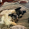 Blue is registered to the contest to win money with this photo: animal, bed, blanket, companion, cozy, cuddle, cute, dog, dog_food, domestic, fur, furniture, indoor, peaceful, pet, plate, puppy, rest, sleeping, wooden_drawer