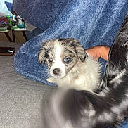 Blue is registered to the contest to win money with this photo: animal, black, blue_blanket, blur, closeup, companion, couch, cozy, curious, dog, fur, gray, hand, indoor, pet, puppy, soft, texture, white, young_dog