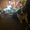Blue is registered to the contest to win money with this photo: bed, blanket, clutter, container, curious, dark, dog, domestic, furniture, household_items, indoor, low_light, messy_room, pet, phone, seated, shadow, small_dog, stuffed, wall
