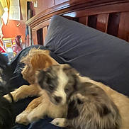 Blue joined the competition — help win amazing prizes! animal, bed, black, blurred, brown, cozy, cuddle, cute, dog, domestic, fur, furry, indoor, pet, pillow, puppy, resting, sleeping, white, wooden_headboard