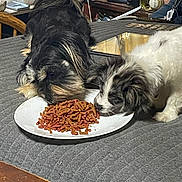 Maxx joined the competition — help win amazing prizes! animal, black_dog, cute, dog, domestic, eating, feeding, food, fur, gray, household, indoor, kibble, pet, plate, puppy, quilt, table, two_dogs, white_dog