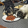 animal, black_dog, cute, dog, domestic, eating, feeding, food, fur, gray, household, indoor, kibble, pet, plate, puppy, quilt, table, two_dogs, white_dog