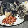 Maxx is registered to the contest to win money with this photo: animal, black, brown, closeup, companions, cute, dog, domestic, eating, food, friendship, furry, gray, indoor, kibble, pet, plate, sharing, snack_time, white