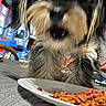 Maxx is registered to the contest to win money with this photo: animal, black_and_brown, blurry, close_up, companion, curious, cute, dog, dog_treats, domestic, eating, food, fur, furniture, household, indoor, mouth_open, pet, plate, table