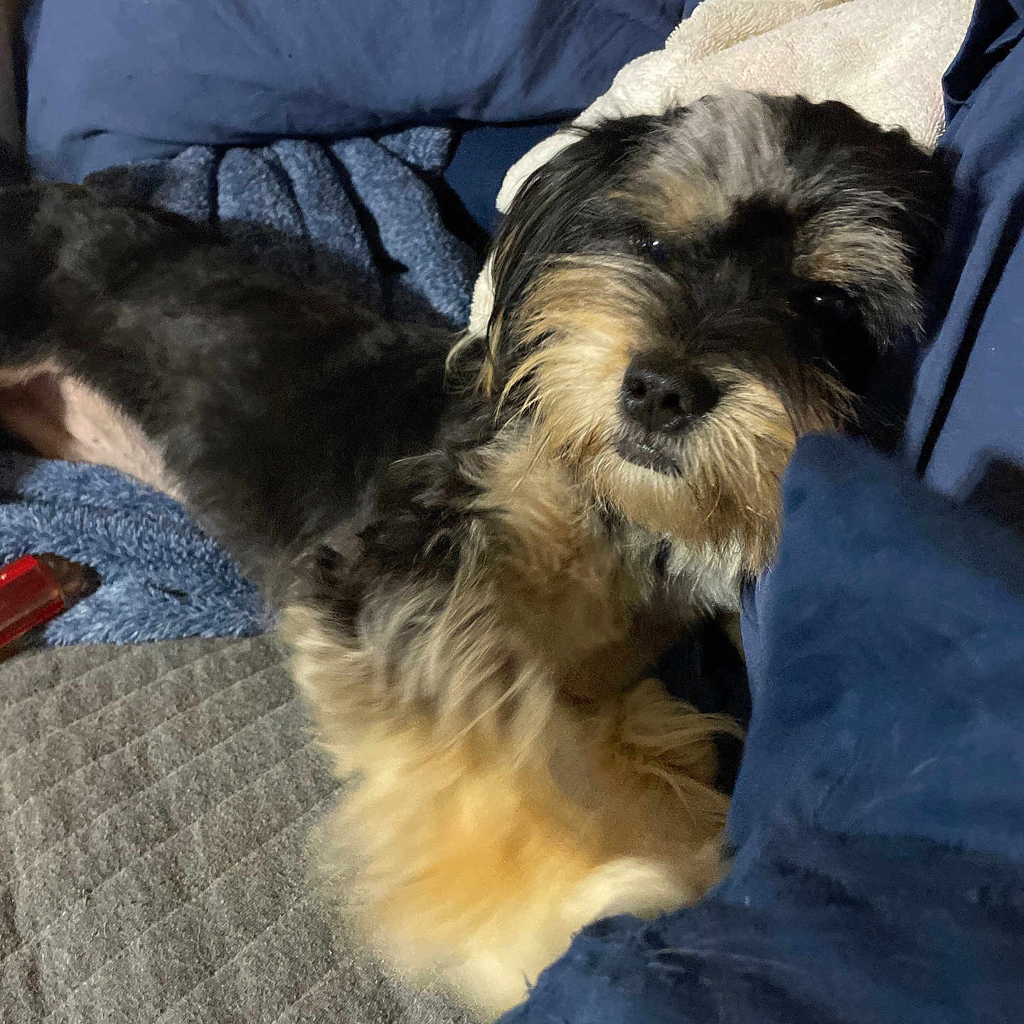 Maxx joined the competition — help win amazing prizes! animal, bed, black, blanket, brown, carpet, comfort, cozy, cushion, dog, fur, furry, home, indoor, mixed_breed, pet, pillow, relaxed, resting, sleepy
