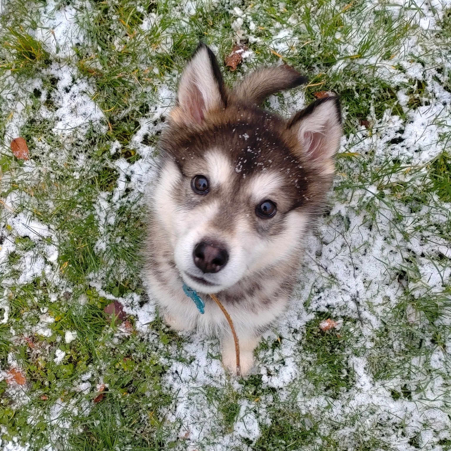 Usko participe au concours pour gagner de l'argent avec cette photo : animal, canine, dog, eskimodog, grass, herbal, herbs, husky, ice, nature, outdoors, pet, plant, puppy, rock, snow, soil, tree, vegetation, weather