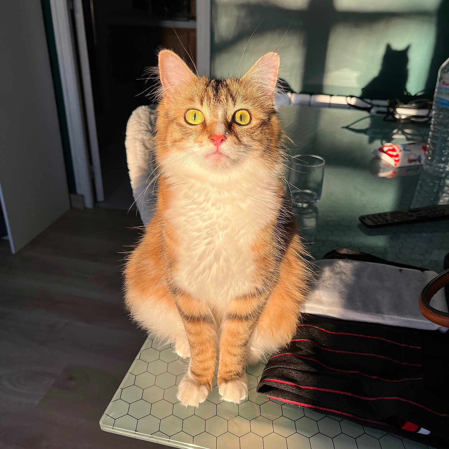 Vaïa participe au concours pour gagner de l'argent avec cette photo : abyssinian, animal, architecture, building, cat, computer, electronics, furniture, hardwood, indoors, interiordesign, kitten, laptop, manx, mobilephone, pc, pet, phone, plywood, wood