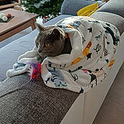 Orphée a rejoint le concours — aidez-le/la à gagner de superbes lots ! blanket, cat, christmas_tree, colorful, couch, cozy, daylight, feather_toy, furniture, gray_cat, holiday_decor, indoor, living_room, ornaments, pet, playful, relaxed, soft, window, wrapped