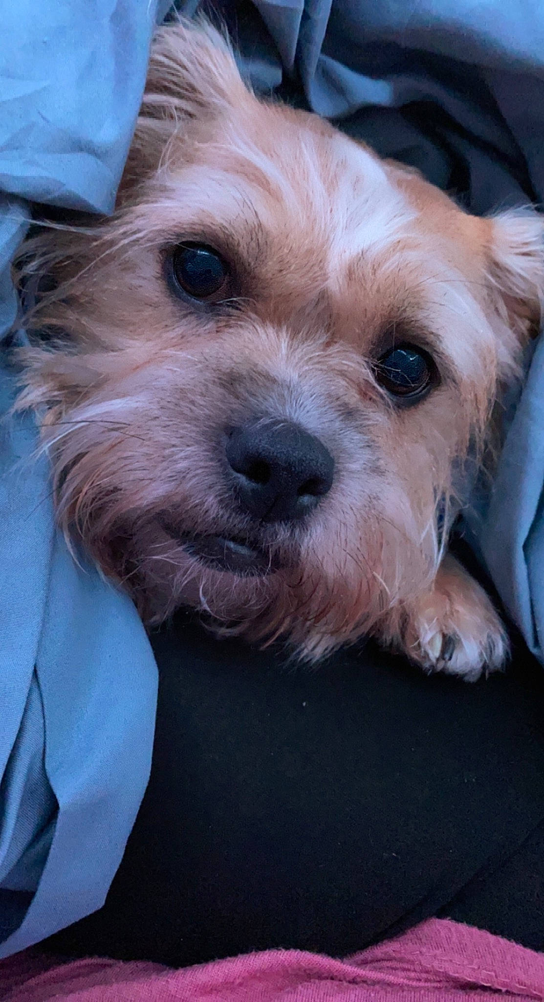 Peaches is registered to the contest to win money with this photo: canidae, carnivore, companion_dog, dog, dog_breed, fang, fawn, fur, maltepoo, non_sporting_group, puppy, puppy_love, small_terrier, sporting_group, terrestrial_animal, terrier, toy_dog, whiskers, working_animal