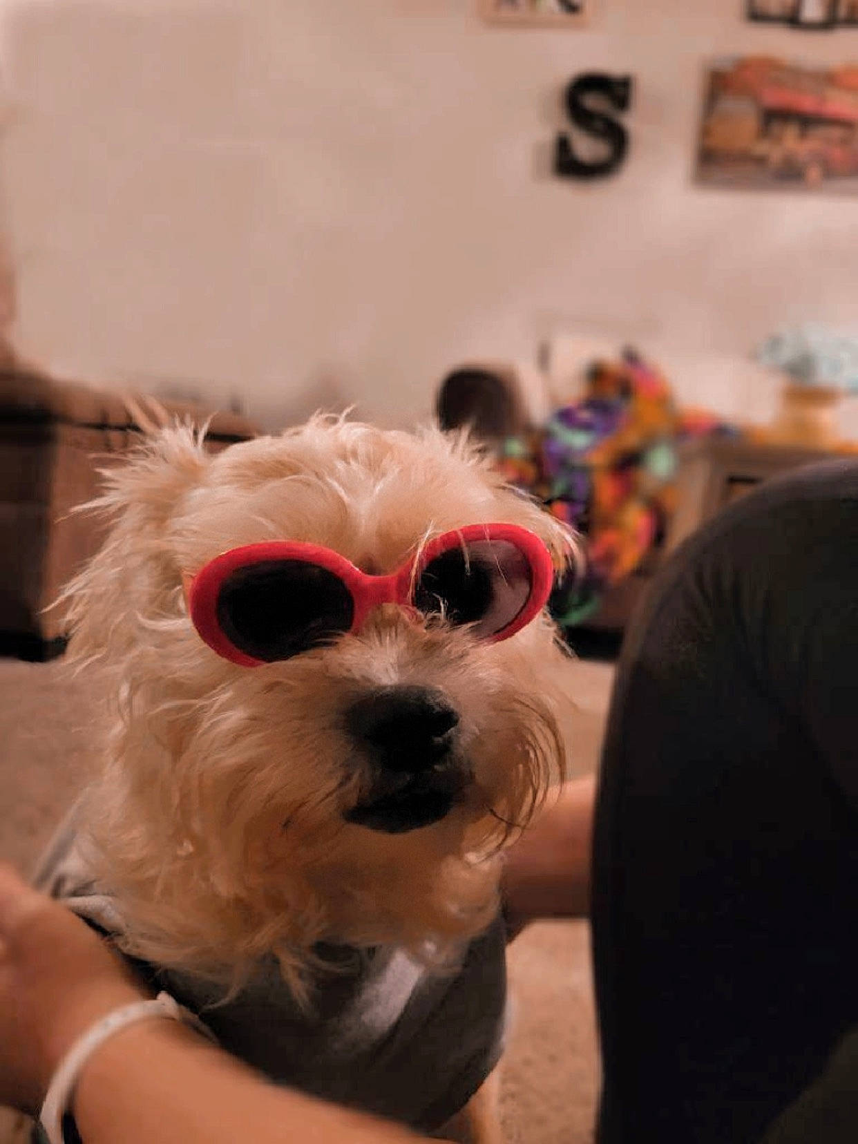 Peaches joined the competition — help win amazing prizes! canidae, carnivore, companion_dog, costume, dog, dog_breed, event, eyewear, fashion_accessory, fashion_design, fur, glasses, goggles, snout, sporting_group, sunglasses, toy_dog, vision_care, whiskers, working_animal