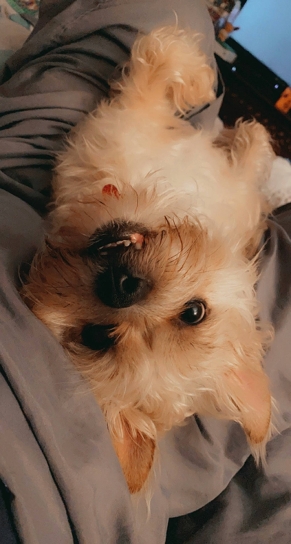 Peaches joined the competition — help win amazing prizes! canidae, carnivore, companion_dog, dog, dog_breed, dog_clothes, dog_supply, ear, fawn, felidae, fur, maltepoo, puppy_love, small_terrier, small_to_medium_sized_cats, sporting_group, terrier, toy_dog, whiskers, working_animal