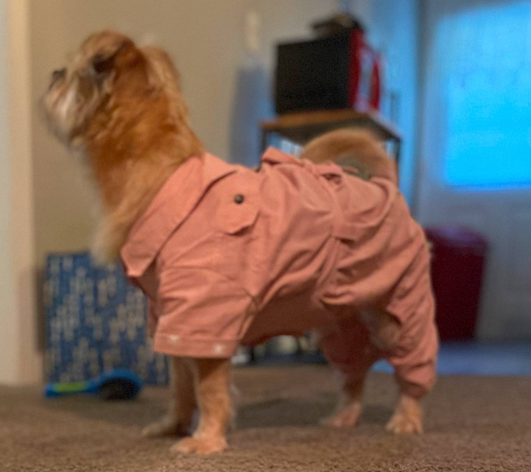 Peaches is registered to the contest to win money with this photo: canidae, carnivore, companion_dog, dog, dog_breed, dog_clothes, dog_supply, fawn, flooring, foot, fun, fur, non_sporting_group, paw, small_terrier, snout, sporting_group, tail, toy_dog, working_animal