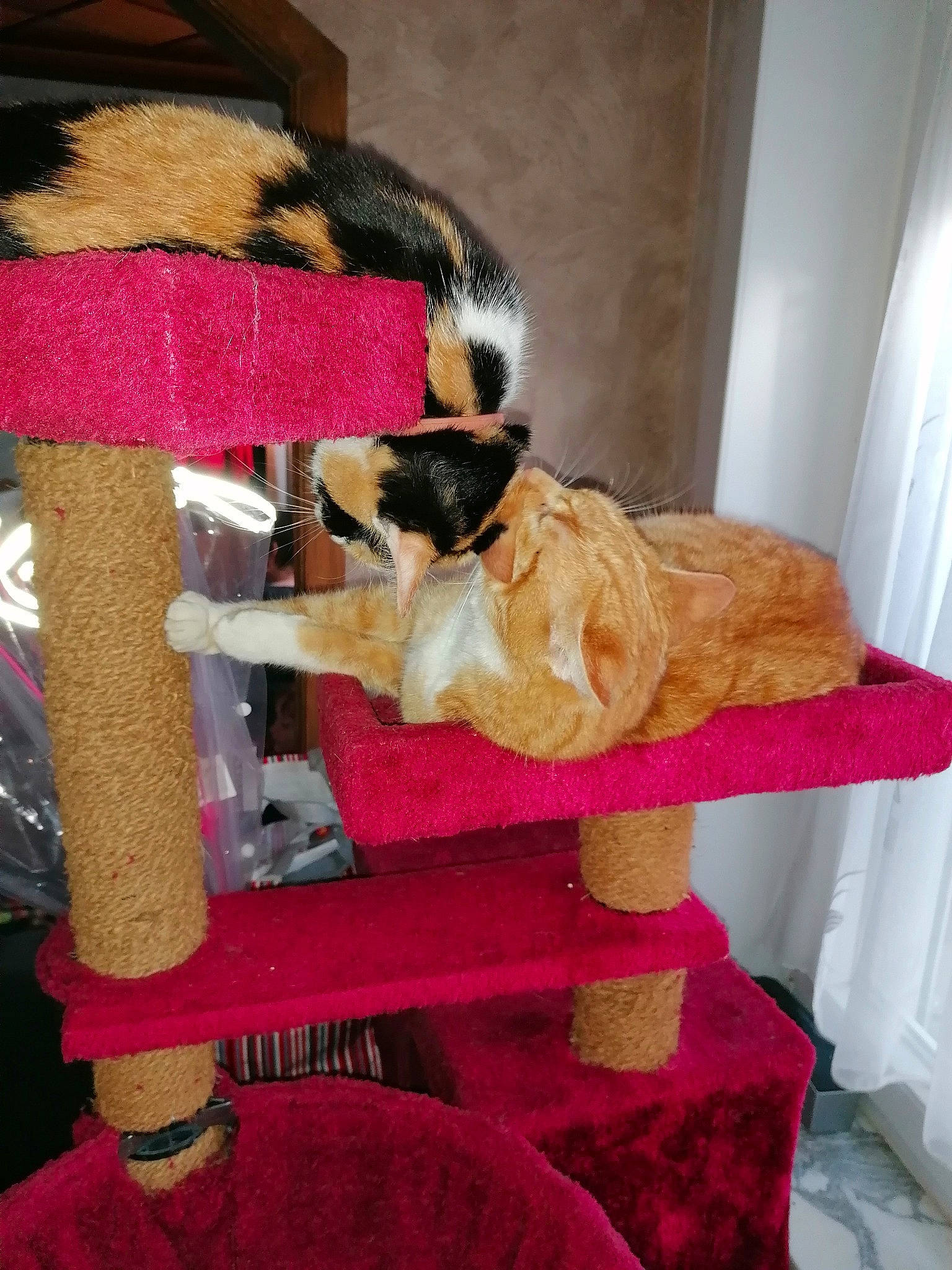 Nermal Et Garfield participe au concours pour gagner de l'argent avec cette photo : costume_accessory, fawn, fur, natural_material, pet_supply, plush, stuffed_toy, teddy_bear, textile, toy, wool