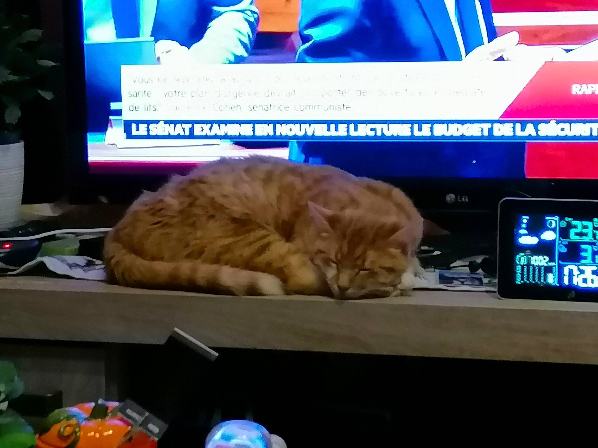 Nermal Et Garfield participe au concours pour gagner de l'argent avec cette photo : carnivore, cat, computer, display_device, electronic_device, electronics, felidae, flat_panel_display, fur, gadget, houseplant, led_backlit_lcd_display, multimedia, nap, peripheral, personal_computer, plastic, small_to_medium_sized_cats, television_accessory, whiskers