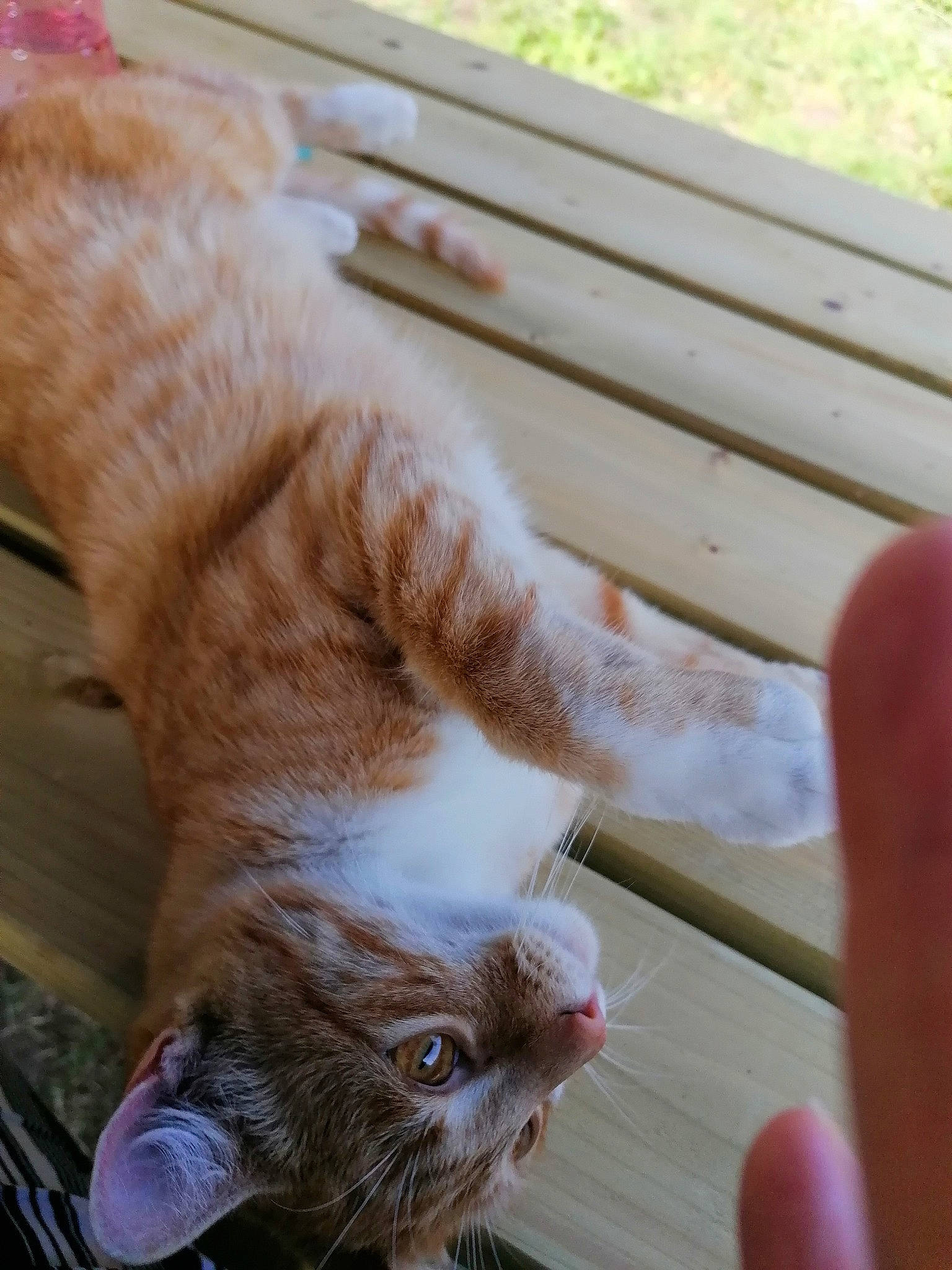 Nermal Et Garfield participe au concours pour gagner de l'argent avec cette photo : carnivore, cat, domestic_short_haired_cat, fawn, felidae, finger, fur, nail, skin, small_to_medium_sized_cats, snout, tail, terrestrial_animal, thumb, vertebrate, whiskers, wood_stain