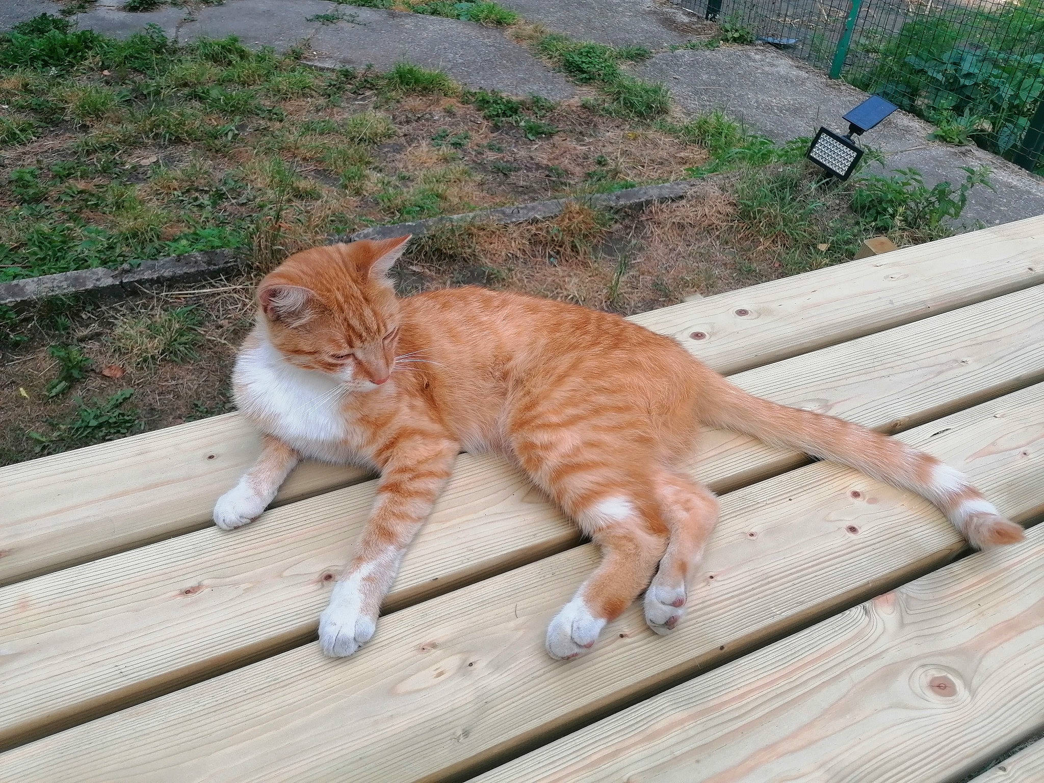Nermal Et Garfield participe au concours pour gagner de l'argent avec cette photo : carnivore, cat, deck, domestic_short_haired_cat, fawn, felidae, fur, hardwood, lumber, outdoor_furniture, peach, plank, small_to_medium_sized_cats, tail, terrestrial_animal, toe, whiskers, wood, wood_stain