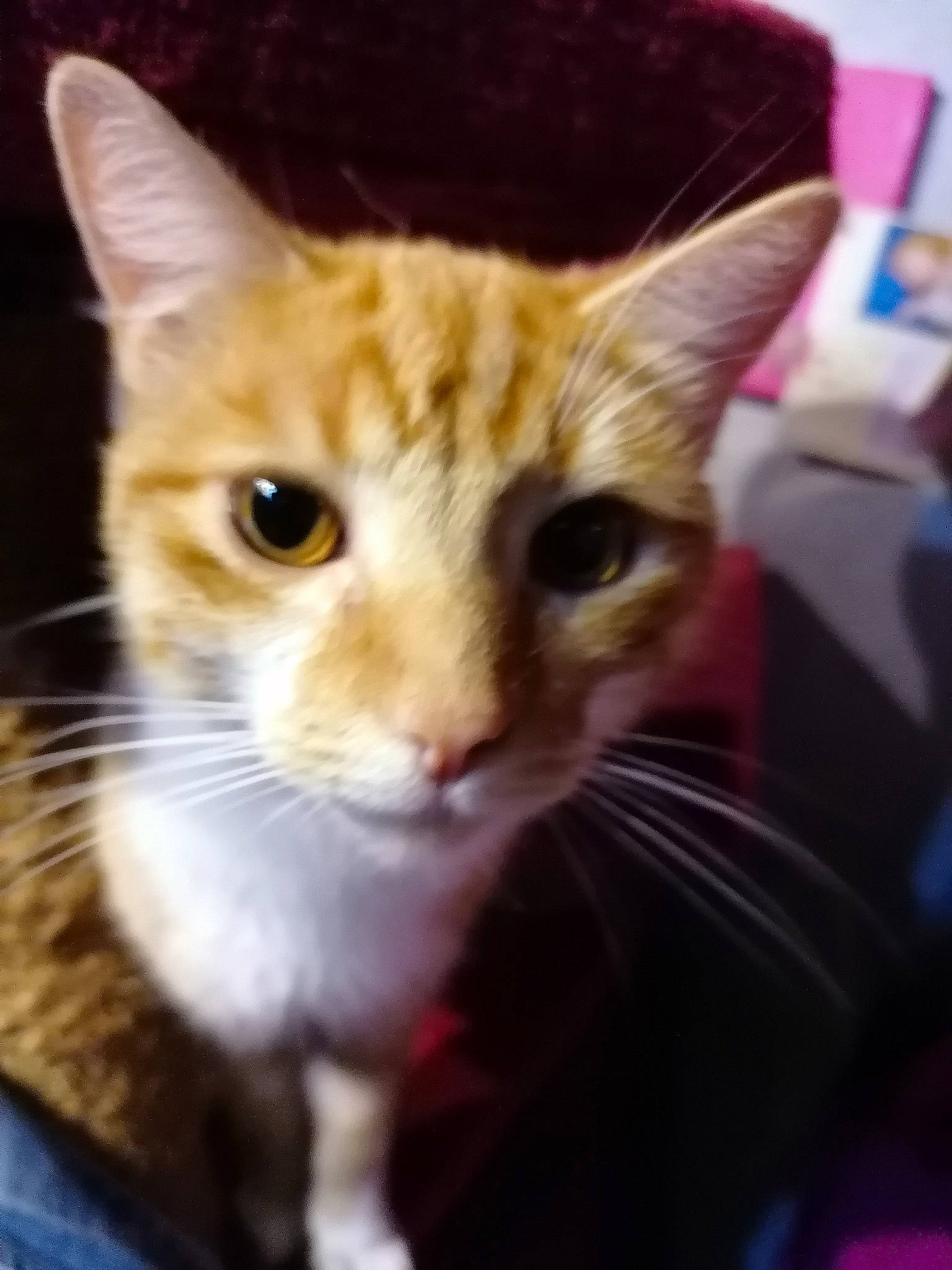 Nermal Et Garfield a rejoint le concours — aidez-le/la à gagner de superbes lots ! carnivore, cat, collar, domestic_short_haired_cat, fawn, felidae, fur, iris, pet_supply, pink, small_to_medium_sized_cats, snout, terrestrial_animal, vertebrate, whiskers, yellow