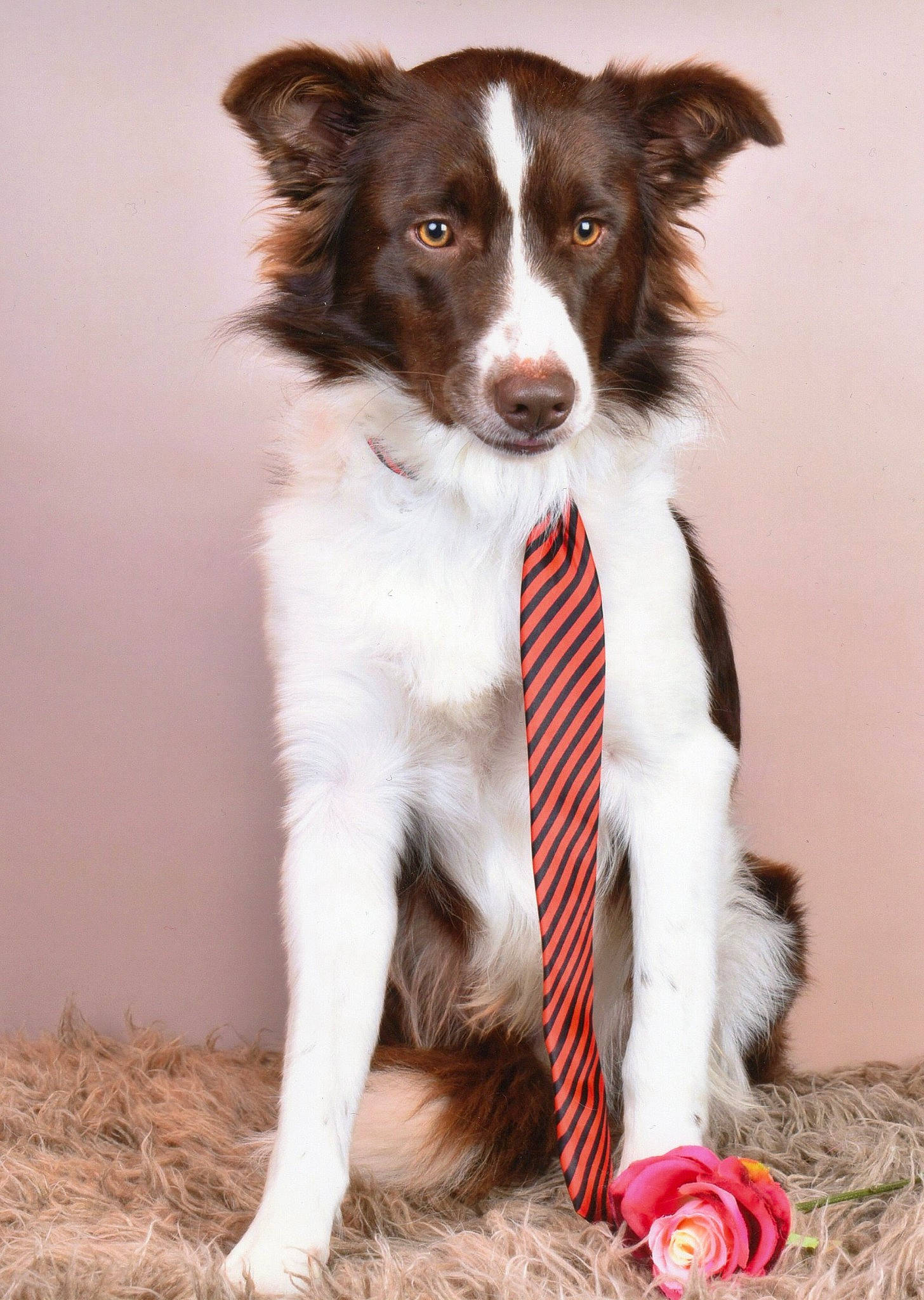 Odie a rejoint le concours — aidez-le/la à gagner de superbes lots ! canidae, carnivore, collar, companion_dog, dog, dog_breed, dog_supply, fawn, foot, fur, liver, paw, peach, snout, sporting_group, straw, tail, terrestrial_animal, vertebrate, working_animal