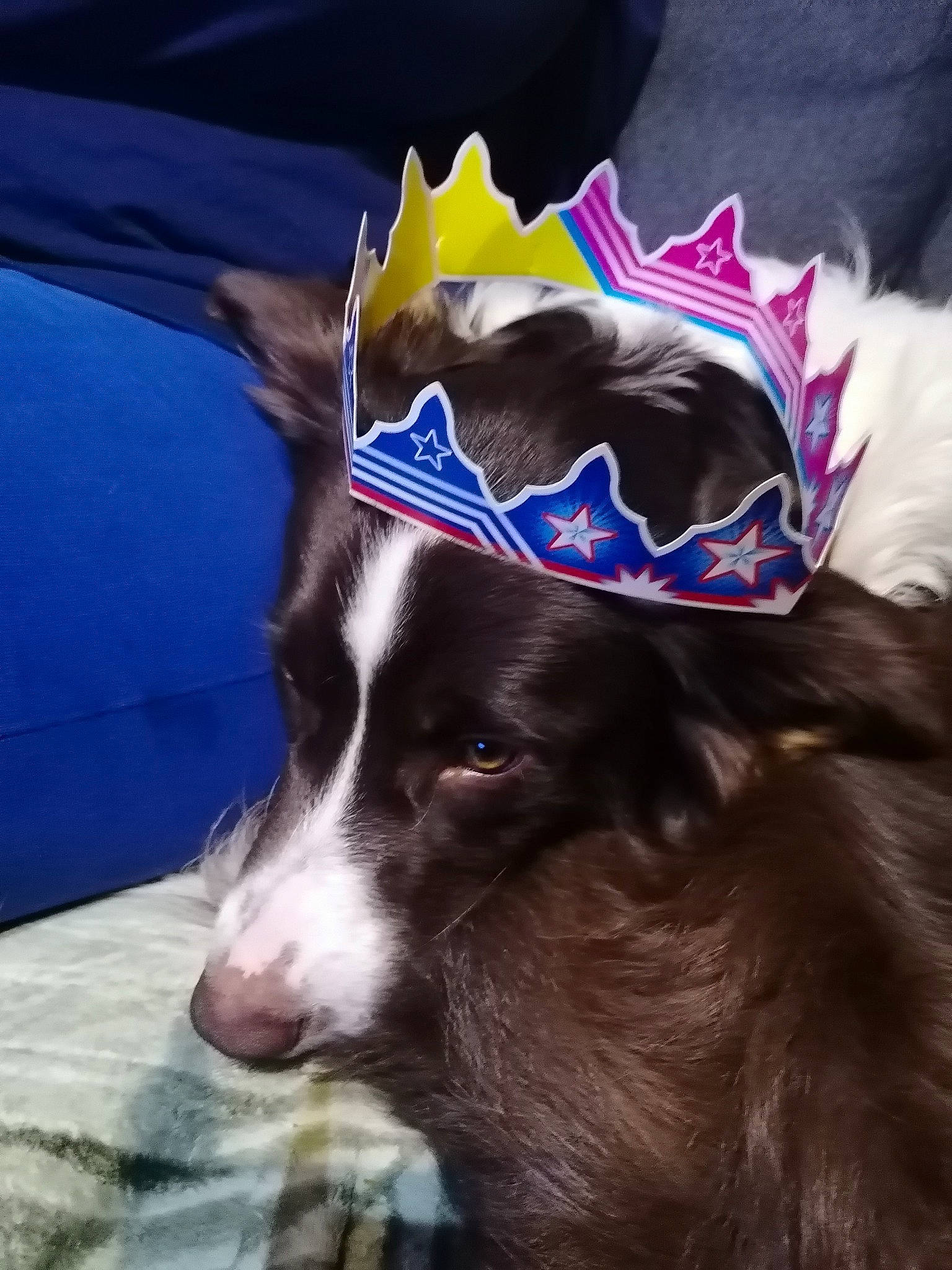 Odie a rejoint le concours — aidez-le/la à gagner de superbes lots ! border_collie, carnivore, collar, companion_dog, dog, dog_breed, dog_collar, fur, herding_dog, liver, party_hat, pet_supply, snout, symbol, terrestrial_animal, vertebrate, working_animal, working_dog