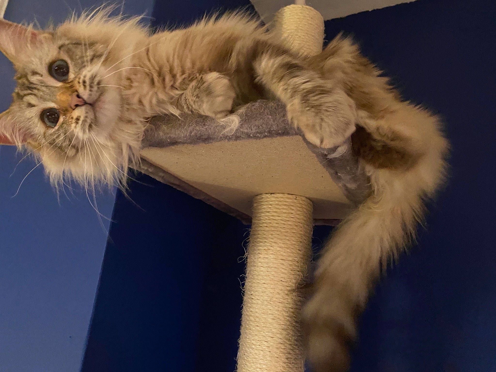 Stanley joined the competition — help win amazing prizes! blond, carnivore, cat, cylinder, felidae, fur, natural_material, rope, small_to_medium_sized_cats, tail, whiskers