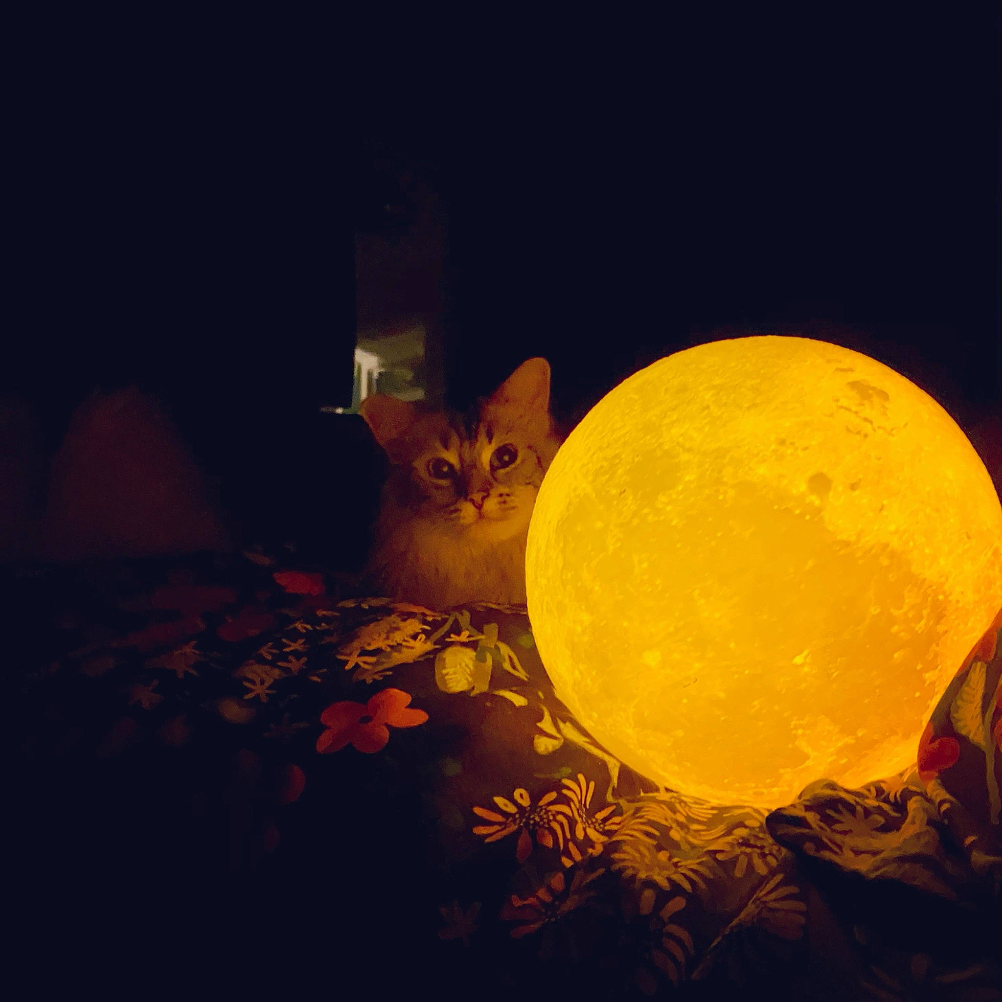 Stanley is registered to the contest to win money with this photo: amber, astronomical_object, astronomy, carnivore, cat, celestial_event, circle, darkness, domestic_short_haired_cat, fawn, felidae, full_moon, kitten, moon, night, peach, small_to_medium_sized_cats, snout, space, whiskers