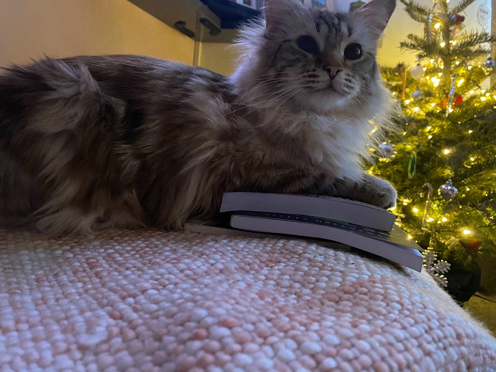 Stanley is registered to the contest to win money with this photo: carnivore, cat, christmas, christmas_decoration, christmas_eve, christmas_lights, christmas_ornament, christmas_tree, conifer, evergreen, felidae, fur, holiday, holiday_ornament, ornament, pine_family, small_to_medium_sized_cats, snout, vertebrate, whiskers