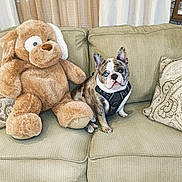 Lewy is registered to the contest to win money with this photo: blue_eye, brindle, couch, cozy, curtains, cushion, dog, domestic_pet, french_bulldog, furniture, indoor, living_room, pet_harness, pillow, plush_toy, portrait, sitting, sofa, stuffed_toy, teddy_bear