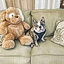 blue_eye, brindle, couch, cozy, curtains, cushion, dog, domestic_pet, french_bulldog, furniture, indoor, living_room, pet_harness, pillow, plush_toy, portrait, sitting, sofa, stuffed_toy, teddy_bear