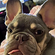 Milo joined the competition — help win amazing prizes! dog, french_bulldog, pet, animal, close_up, portrait, face, wrinkles, ears, tongue, gray_coat, brown_eyes, serious_expression, funny, indoor, home, couch, blanket, soft_lighting, photography