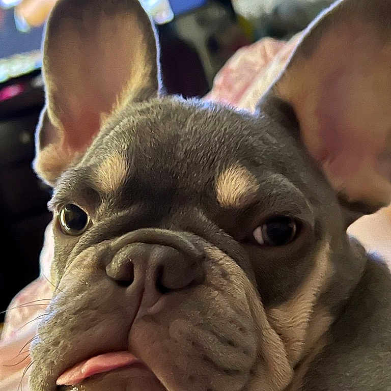 Milo