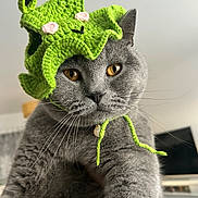 Ninho a rejoint le concours — aidez-le/la à gagner de superbes lots ! animal, cat, close_up, costume, crocheted_hat, cute, domestic_animal, eyes, face, feline, frog_hat, funny, gray_cat, green_hat, indoor, looking_at_camera, pet, portrait, soft_texture, whiskers