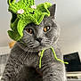animal, cat, close_up, costume, crocheted_hat, cute, domestic_animal, eyes, face, feline, frog_hat, funny, gray_cat, green_hat, indoor, looking_at_camera, pet, portrait, soft_texture, whiskers