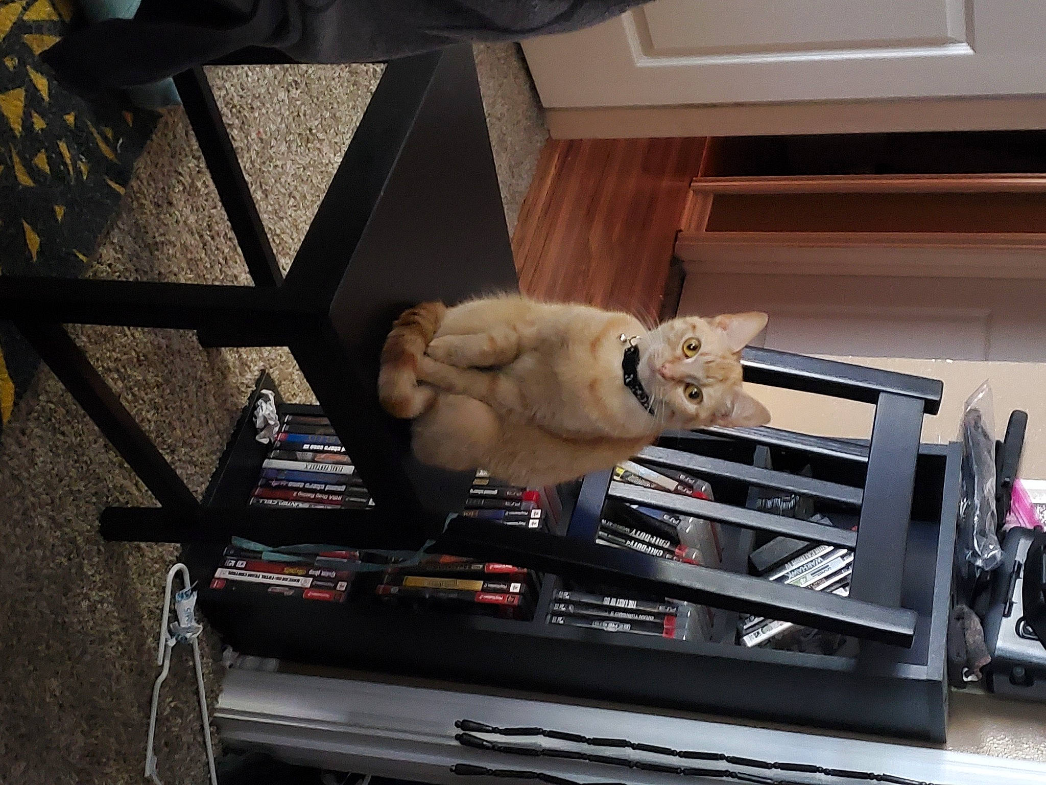 Freddie is registered to the contest to win money with this photo: carnivore, cat, exercise_equipment, felidae, french_bulldog, non_sporting_group, small_to_medium_sized_cats, table, treadmill