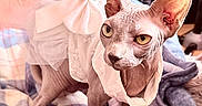 Violetta participe au concours pour gagner de l'argent avec cette photo : animal, blanket, bow, cat, closeup, costume, cozy, cute, domestic_cat, dress, feline, hairless_cat, indoor, pet, plaid, portrait, soft_lighting, sphynx_cat, wrinkled_skin, yellow_eyes