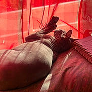 Violetta a rejoint le concours — aidez-le/la à gagner de superbes lots ! animal, bed, cat, cozy, curtain, feline, hairless, handwriting, indoor, notebook, paw, pet, red_curtain, relaxation, resting, shadow, sphynx_cat, sunlight, texture, warm_light