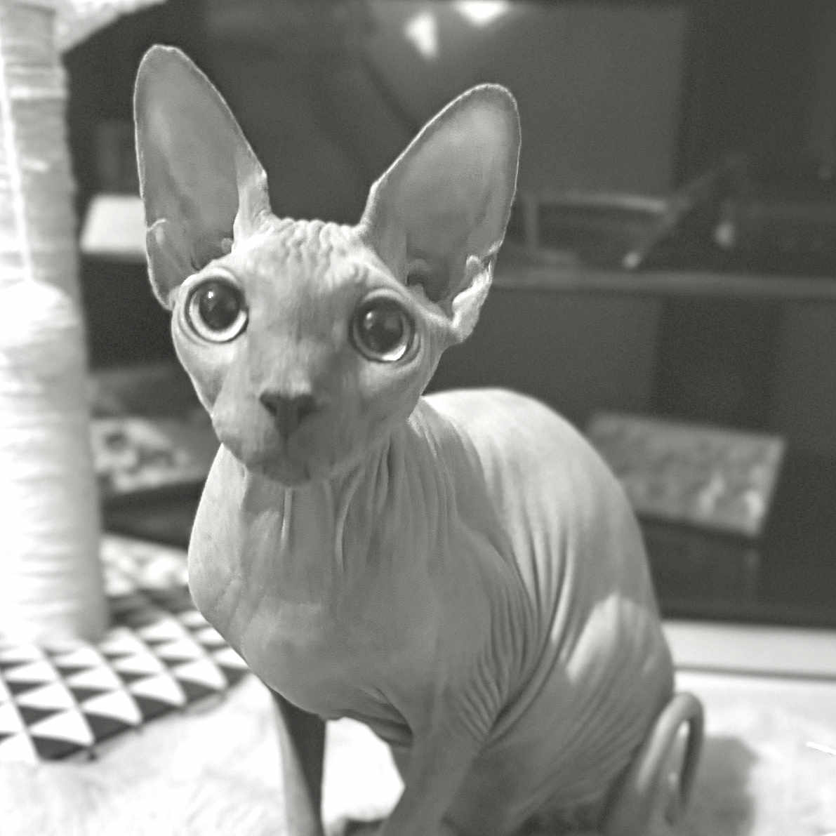 Violetta participe au concours pour gagner de l'argent avec cette photo : abyssinian, animal, canine, cat, chihuahua, dog, egyptiancat, pet, siamese