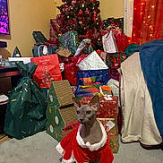 Violetta participe au concours pour gagner de l'argent avec cette photo : sphynx_cat, cat, christmas_tree, christmas_presents, holiday_decor, red_dress, festive, indoor, carpet, wrapped_gifts, ornaments, lights, decorations, holiday, pet, animal, feline, celebration, seasonal, cozy