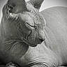 Violetta participe au concours pour gagner de l'argent avec cette photo : animal, black_and_white, calm, cat, close_up, ears, feline, furless, hairless_cat, indoor, pet, portrait, quiet, relaxed, resting, sleeping, smooth_background, soft_texture, sphynx_cat, wrinkles