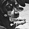 Phénix participe au concours pour gagner de l'argent avec cette photo : animal, black_and_white, blurred_background, canine, close_up, collar, companion, dog, domestic, ears, expression, furniture, indoor, lying_down, paws, pet, portrait, resting, soft_surface, tag