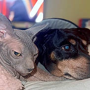 Phénix participe au concours pour gagner de l'argent avec cette photo : animal, black_dog, blanket, canine, close_up, companion, cozy, dog, feline, friendship, furless_cat, indoor, pet, portrait, relaxation, resting, sleepy, soft_light, sphynx_cat, tan_markings