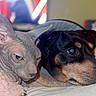 animal, black_dog, blanket, canine, close_up, companion, cozy, dog, feline, friendship, furless_cat, indoor, pet, portrait, relaxation, resting, sleepy, soft_light, sphynx_cat, tan_markings