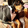 Phénix participe au concours pour gagner de l'argent avec cette photo : animal, bed, black_and_tan, blanket, bow_tie, calm, close_up, cozy, cute, dog, domestic, fur, furniture, indoor, laying_down, looking_away, pet, portrait, tuxedo, well_dressed
