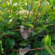 Ruby participe au concours pour gagner de l'argent avec cette photo : abyssinian, animal, cat, flower, food, fruit, grass, green, herbal, herbs, jungle, kitten, leaf, manx, nature, outdoors, pet, plant, produce, vegetation