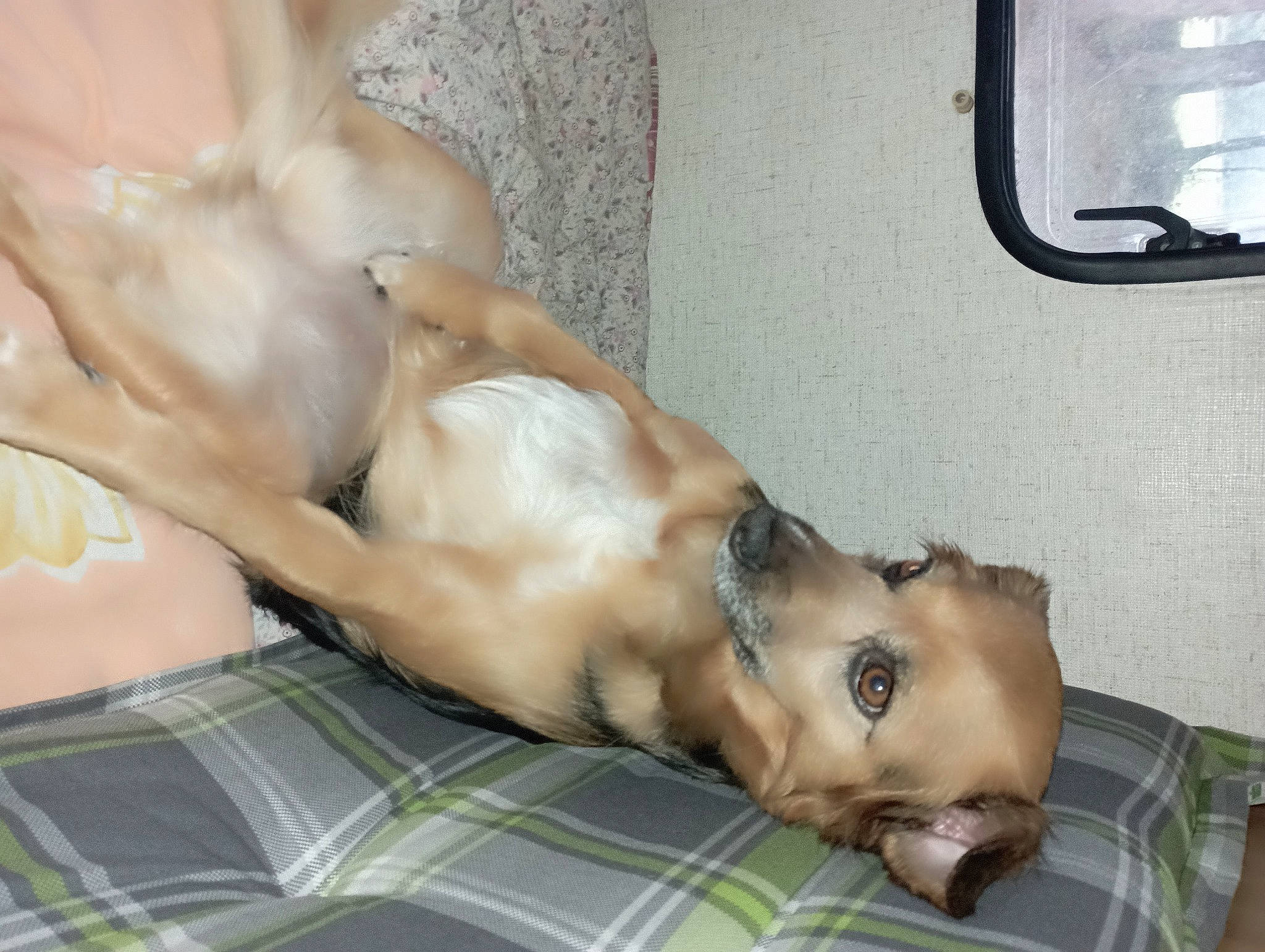 Anous participe au concours pour gagner de l'argent avec cette photo : barechested, canidae, carnivore, chest, comfort, companion_dog, dog, dog_breed, fawn, fur, human_leg, nap, sleep, snout, sporting_group, terrestrial_animal, trunk, window