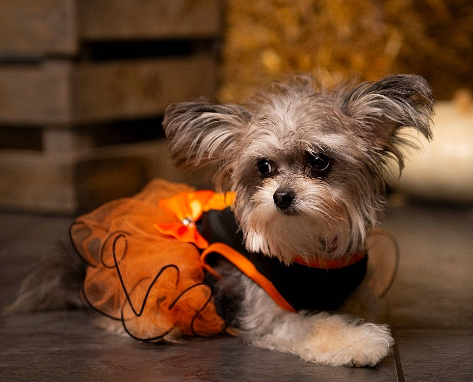 Minnie joined the competition — help win amazing prizes! biewer_terrier, canidae, carnivore, companion_dog, dog, dog_breed, dog_clothes, dog_collar, dog_supply, fawn, fur, liver, paw, small_terrier, sporting_group, terrier, toy_dog, working_animal, yorkipoo, yorkshire_terrier